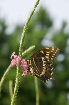 A palamedes butterfly on pink flowers.
