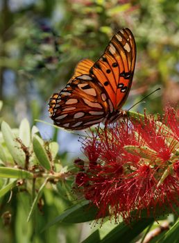 A gulf fritillary butterfly on a red flower.