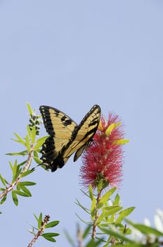 A tiger swallowtail butterfly on a red flower.