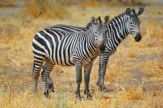 Zebra Family