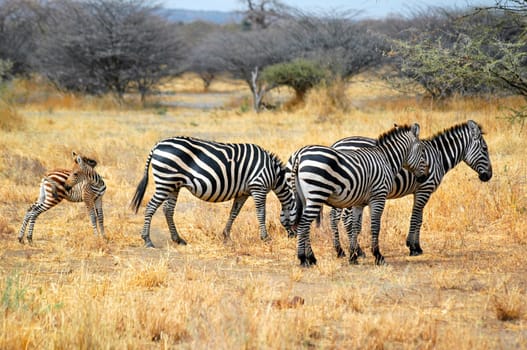 Zebra Family