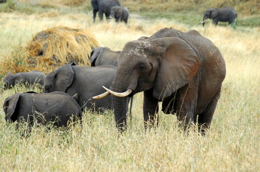 Elephant family, from Serengeti Tanzania