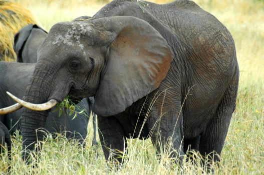 Big African Elephant Mother, from Serengeti Tanzania