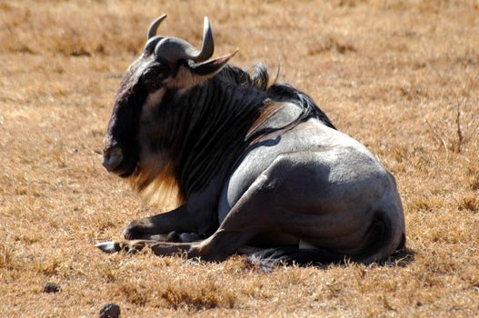 African Wildebeest is resting, the hunting begins