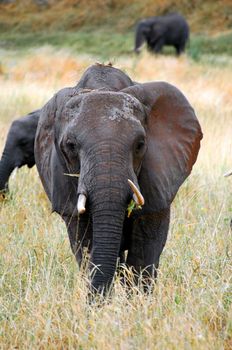 African Elephant Fron eating, from Serengeti Tanzania