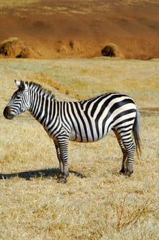 Zebra Model