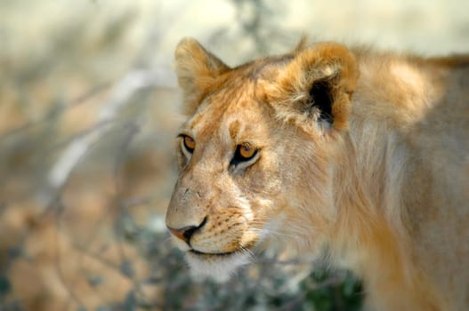 Lion famale is waiting in savanna