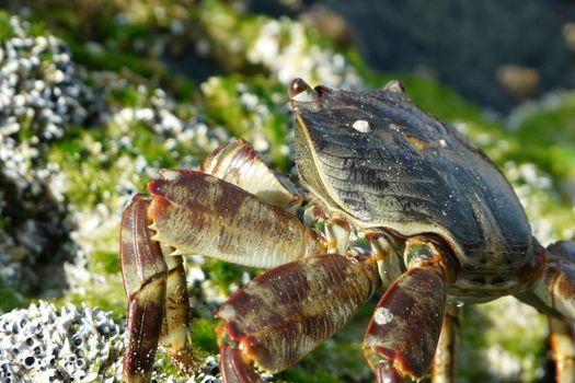 Big crab seating on the stone under the sunlight