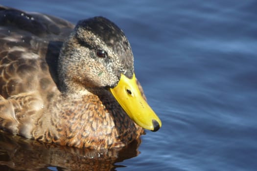 Isolated duck swimming in the blue water