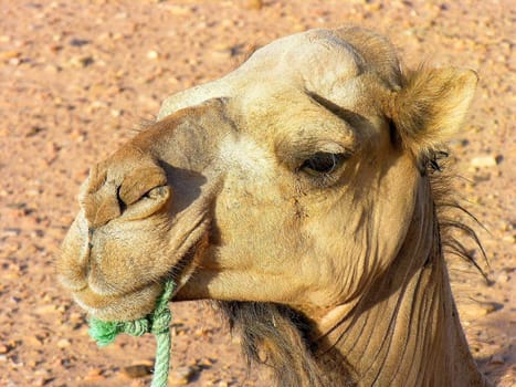 Dromedary Close up in a desert, Morocco