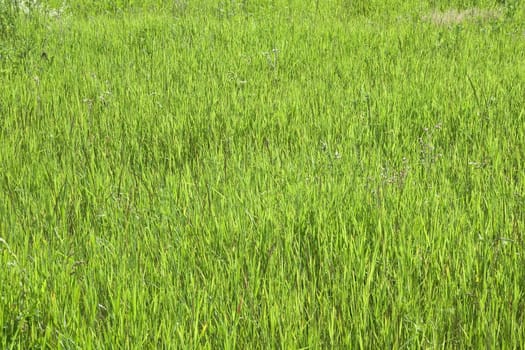 Green grass in a sunny day, texture