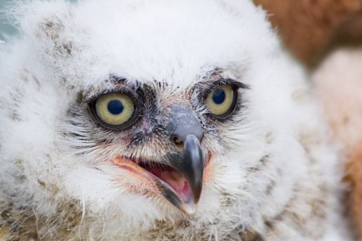 Great Horned Owl young white nestling in close view