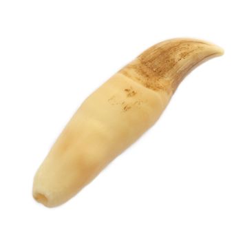 Tooth of pilot whale (Globicephala melaena) on white background