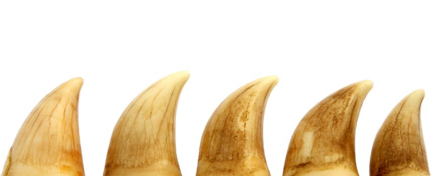 Teeth of pilot whale (Globicephala melaena) on white background