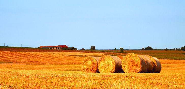 View of a field of golden wheat 