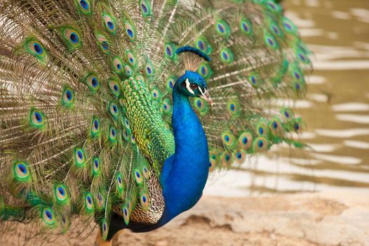 Impressive Proud Peacock with Feathers Spread.