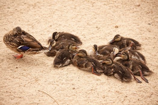 Mother Mallard Duck Rests with Ducklings Behind Her.