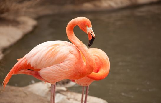 Beautiful Flamingo Couple Rest at the Side of The Water.