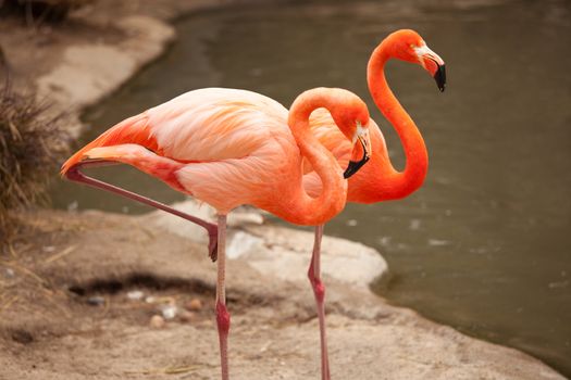 Beautiful Flamingo Couple Rest at the Side of The Water.