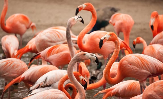 Flock of Beautiful Flamingos with narrow Depth of Field.