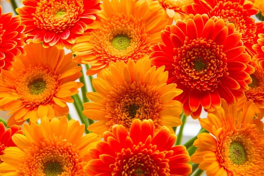 Flaming colors of yellow and red gerberas