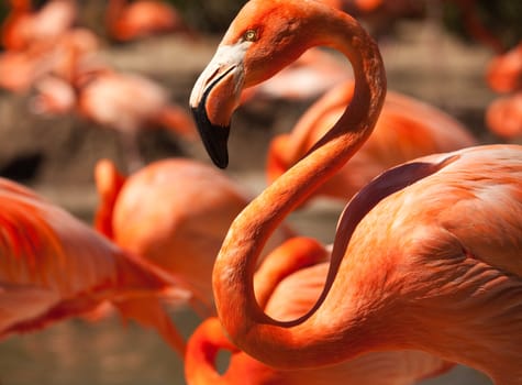 Flock of Beautiful Flamingos with narrow Depth of Field.