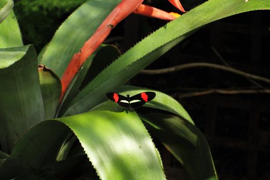 A colorful butterfly on lush tropical vegetation.