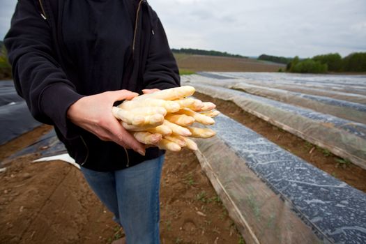 white asparagus held by a farmer on a field