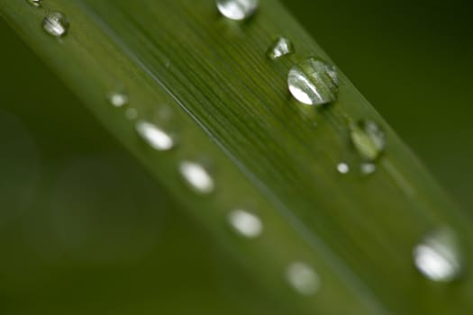 dew drops on green grass