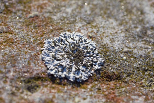 Northern Arctic lichen on the rock close up