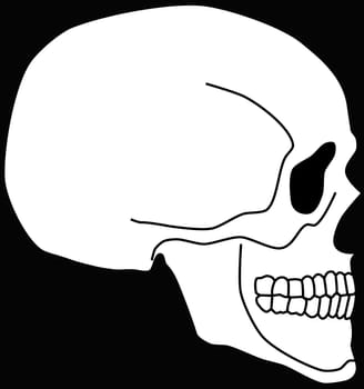 White skull on the black background