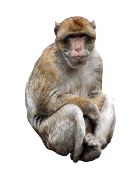Sad looking ape isolated on white background.
