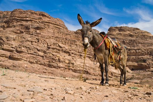 A donkey looking down at me in the mountain. Waiting to take a tourist down from the Monastry in Petra, Jordan.