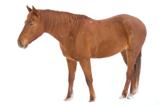 brown horse on snow background