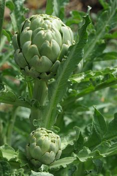 Fresh Arctichokes ready for harvest