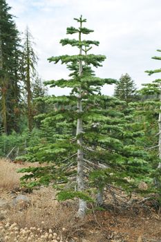 A small Christmas tree gows on a mountain side in California