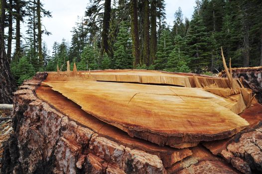 Remaing tree stump left after forest logging.