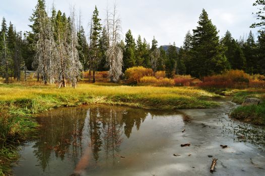 Fall arrives to a meadow in Alpine Country California