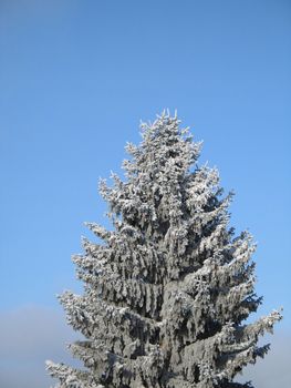 conifer covered with snow