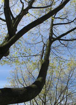 massive tree and blue sky