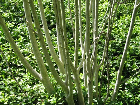 green tree trunk