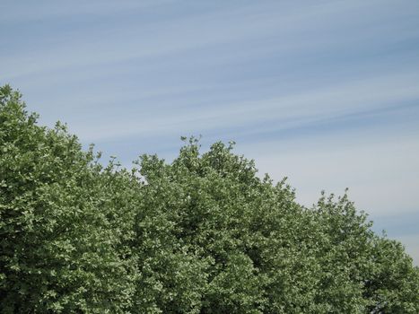 green tree and blue sky