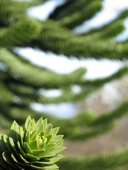 green monkey tree close up