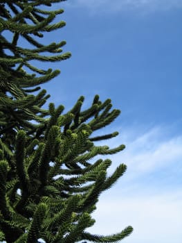 green monkey tree and blue sky