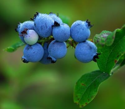 Some wild blueberries on their shrub