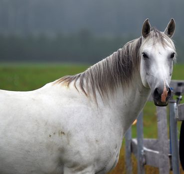 Portrait of a white horse, taken sideways