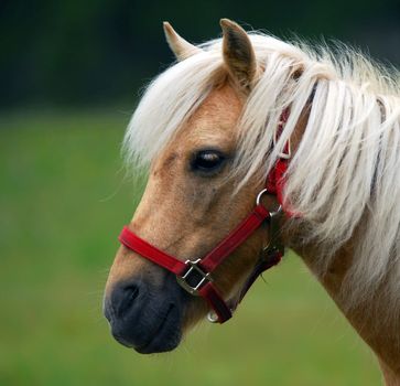 Portrait of a horse, taken sideways