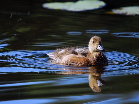 Picture of a baby mallard duck in the water