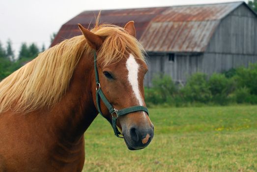 Portrait of a horse, taken sideways, and a barn in the back