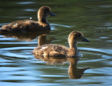 Picture of a baby mallard duck in the water